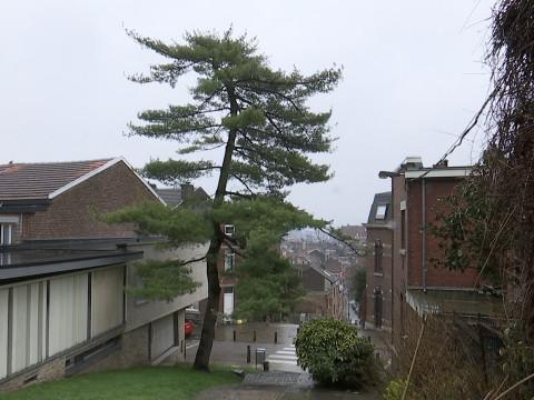 Le pin du Laveu : abattage "totalement inapproprié", estime la Ville de Liège