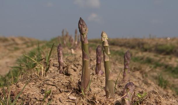 Les asperges vertes de Rosoux sortent de terre