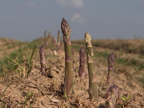 Les asperges vertes de Rosoux sortent de terre