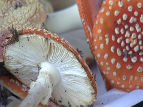 Les champignons s'exposent au Monde des Plantes