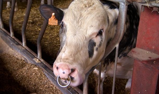 Les éleveurs face à des coûts de production trop importants