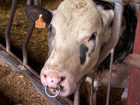 Les éleveurs face à des coûts de production trop importants