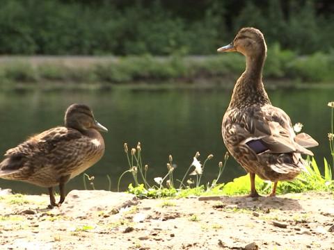 Les étangs de la Julienne sont remis à neuf 
