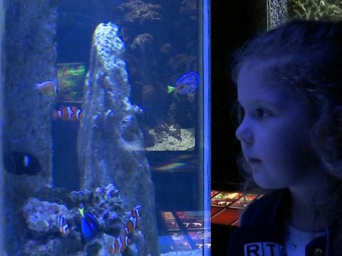 Les poissons de l'Aquarium ont bien supporté la panne d'électricité