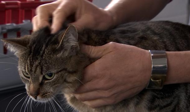 Les tiques sont de retour sur nos animaux de compagnie 