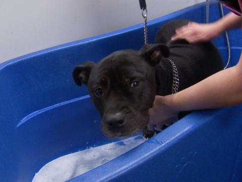 Liège: un geste pour le Noël des chiens de SDF 