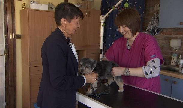 Maladie de Carré chez le renard : vaccin pour les chiens.