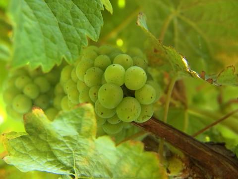Vin ; vendanges précoces pour millésime exceptionnel