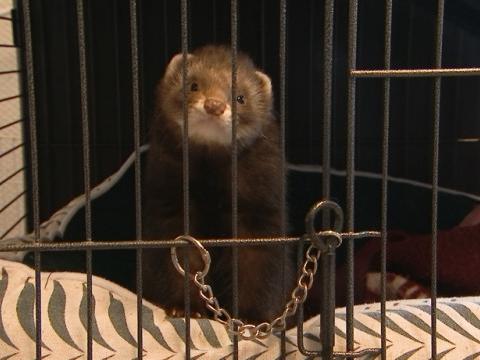 Mustela: le refuge pour furets en panne de local
