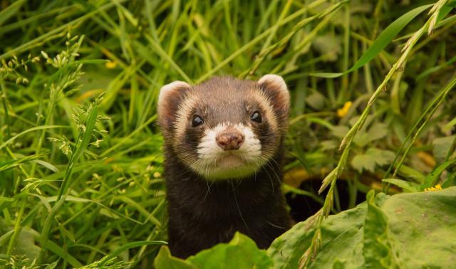 Mustela : Les furets ont trouvés un refuge