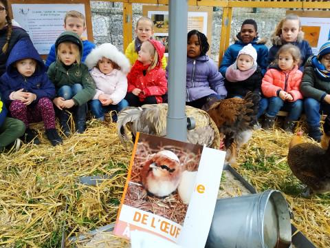 Poulailler pédagogique à l'école Saint Louis de Huy