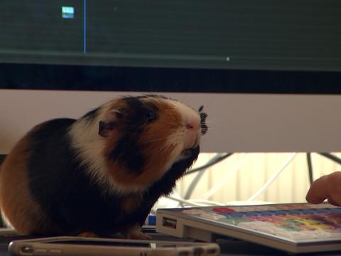 Animaux au travail : RTC ouvre la porte