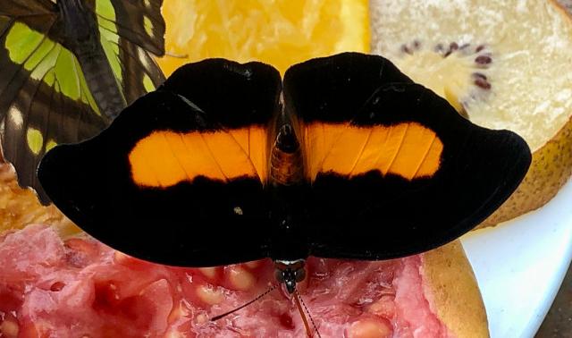 Se promener dans une volière de papillons tropicaux !