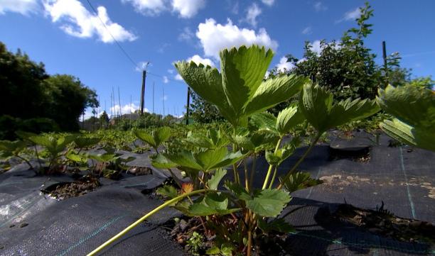 Thier à Liège : l'Issep et la ville examinent la situation du potager collectif