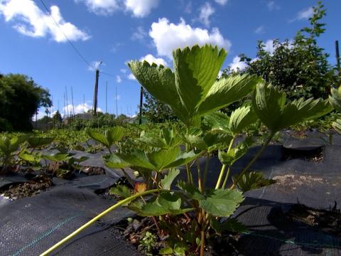 Thier à Liège : l'Issep et la ville examinent la situation du potager collectif
