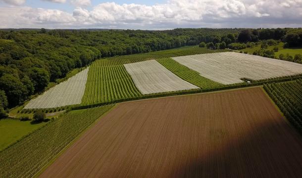 Un fruit sur trois est contaminé par des pesticides, quid à Liège ?