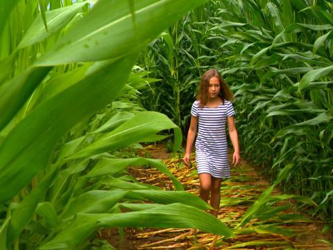 Un labyrinthe éphémère de plus de 2 kilomètres à Cras-Avernas