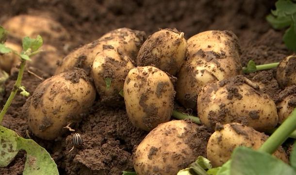 Un mois de retard pour la récolte des pommes de terre