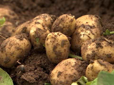 Un mois de retard pour la récolte des pommes de terre
