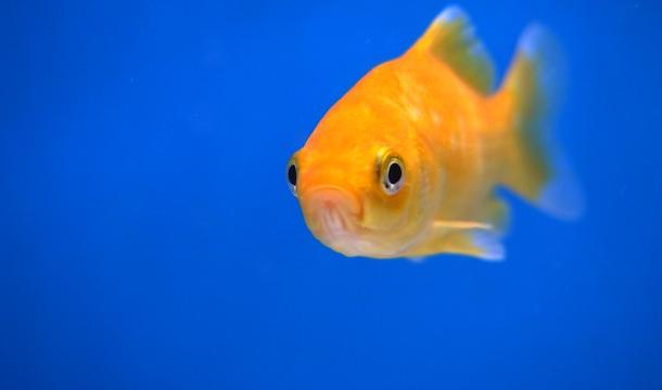 Un permis obligatoire pour acquérir un poisson rouge, incompréhensible selon les vendeurs