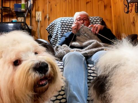 Un pull qui a du chien pour le Prince Laurent !