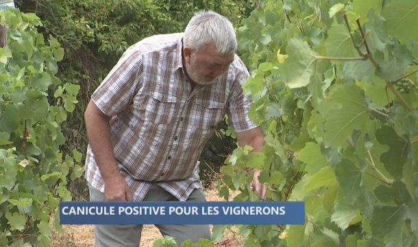Vague de chaleur : pour le grand plaisir des vignerons hutois