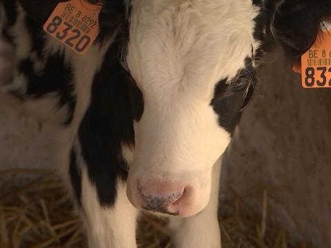 Vague de froid: les agriculteurs calfeutrent leur bétail 