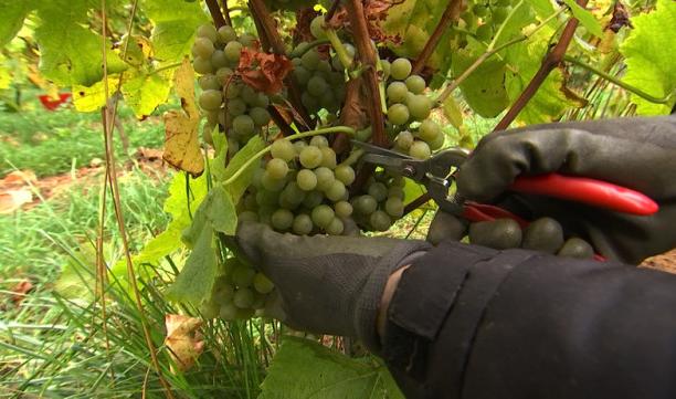 Vendanges pour Vin de Liège