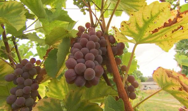 Vendanges : sans doute un grand millésime 