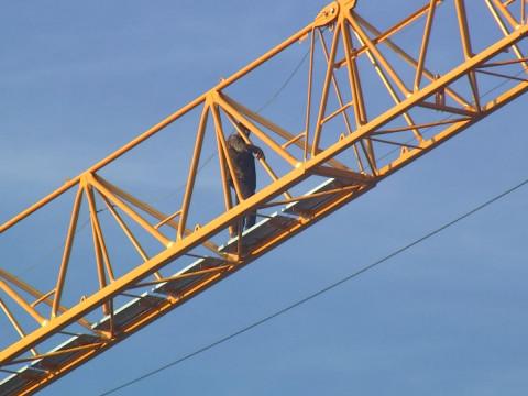 Vottem : ils grimpent sur la grue pour avoir leur salaire