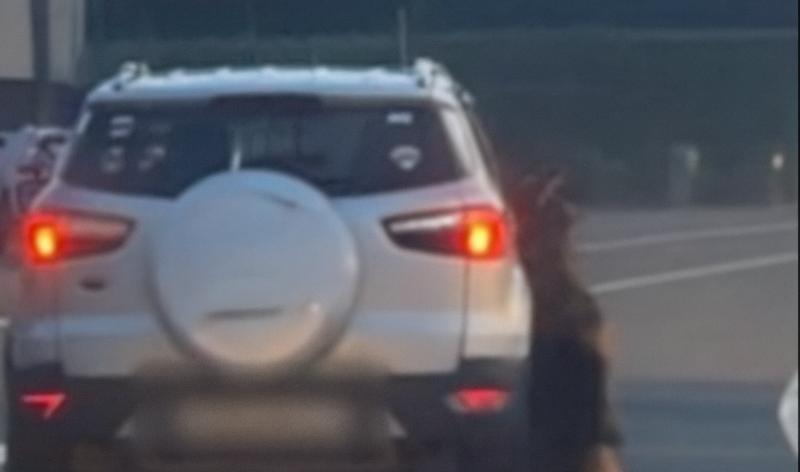 Chien traîné par une voiture : l'affaire est classée sans suite