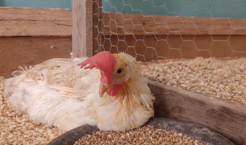 80.000 poules à adopter à Hannut