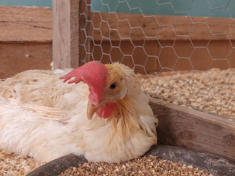 80.000 poules à adopter à Hannut