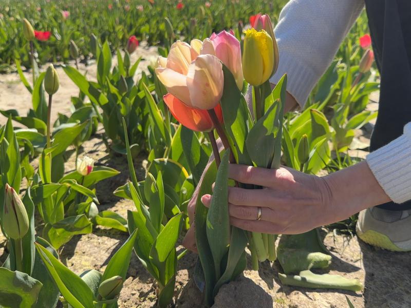 Les champs de tulipes en libre-service font le plein en région liégeoise
