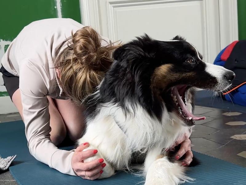 Et si vous pratiquiez le yoga avec votre chien ? À Lincent, Barbara donne des cours de "doga"