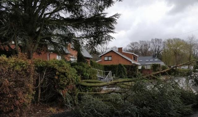 Chute d'arbre à Ivoz-Ramet: une voiture ainsi que des câbles électriques endommagés