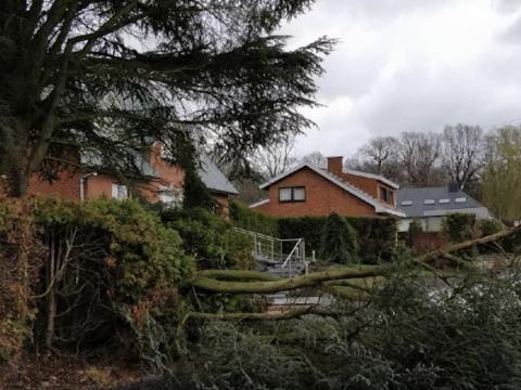 Chute d'arbre à Ivoz-Ramet: une voiture ainsi que des câbles électriques endommagés