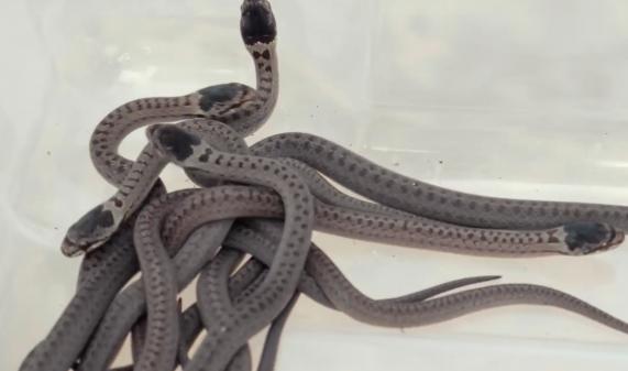 Ampsin : de petits serpents relâchés dans la nature. 