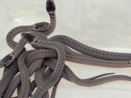 Ampsin : de petits serpents relâchés dans la nature. 