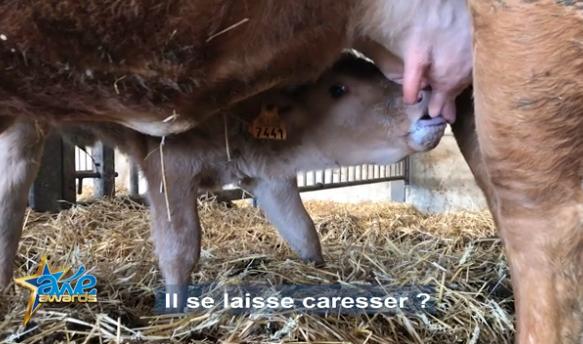 Awe Awards 2018 : Marguerite Happy Cow