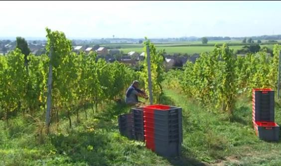 Début des vendanges pour Vin de Liège 