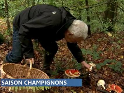 Exposition annuelle de champignons de la société botanique de Liège