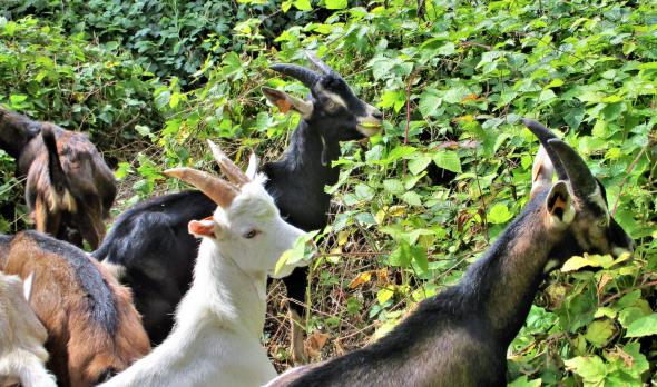 Huy : des boucs pour nettoyer les espaces naturels