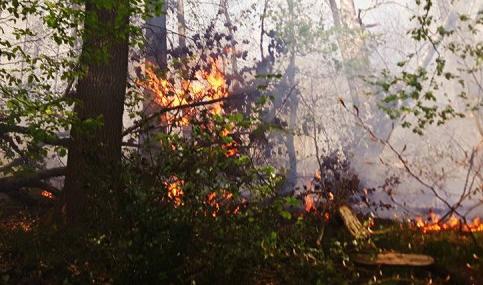 Imprudence de bÍ»cherons et feu de forêt à Flémalle, 