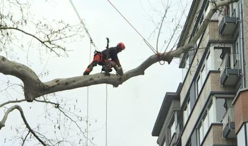 Jardin Botanique : un très vieil arbre malade