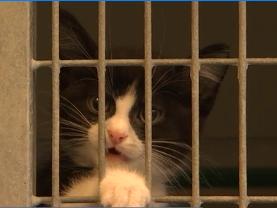 Les chats, préparés à l'adoption à la SRPA 