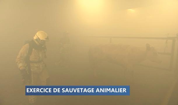 Liège: des pompiers s'entraînent au sauvetage animalier 
