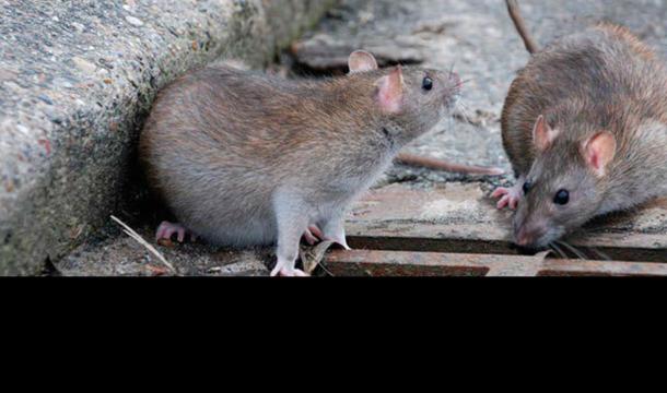 Rats Place des Carmes : « Ce n’est pas une invasion »