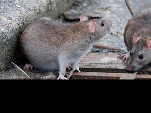 Rats Place des Carmes : « Ce n’est pas une invasion »