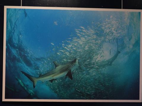 Requins, raies manta et tortues à l’Aquarium-Muséum de Liège